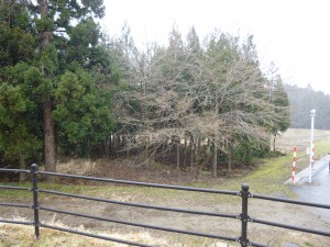 4月桜の木