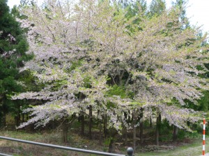 5月桜