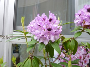 5月ﾎｰﾑ塩タンメン2