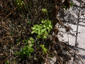 3月春分①